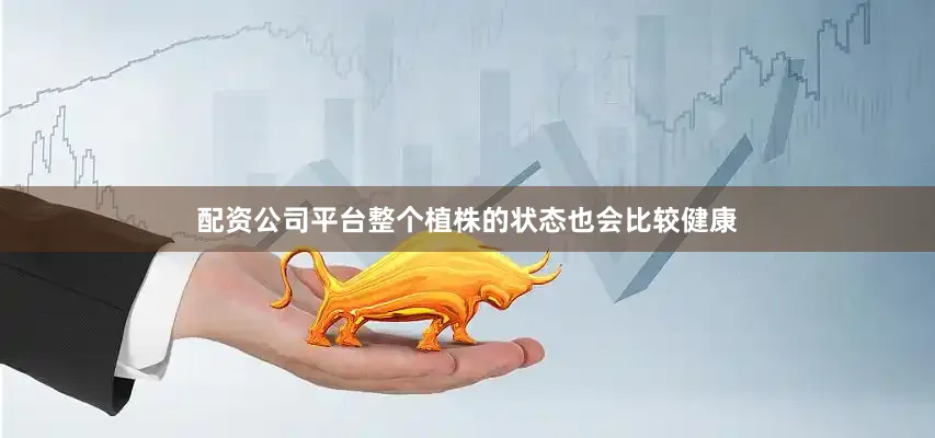 配资公司平台整个植株的状态也会比较健康